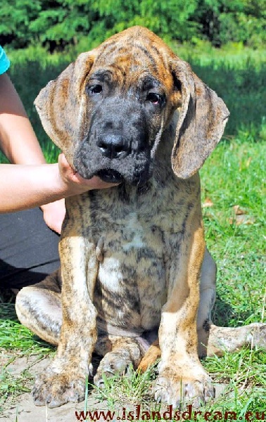 of island's dream - Chiot disponible  - Dogue allemand