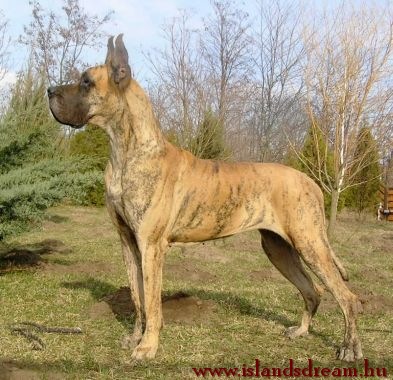 CH. Galateia of island's dream