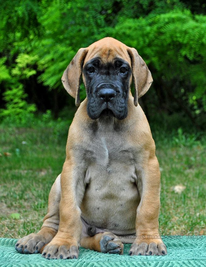 of island's dream - Chiots disponibles - Dogue allemand