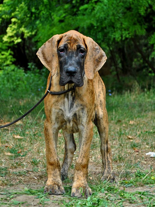 of island's dream - Chiots disponibles - Dogue allemand