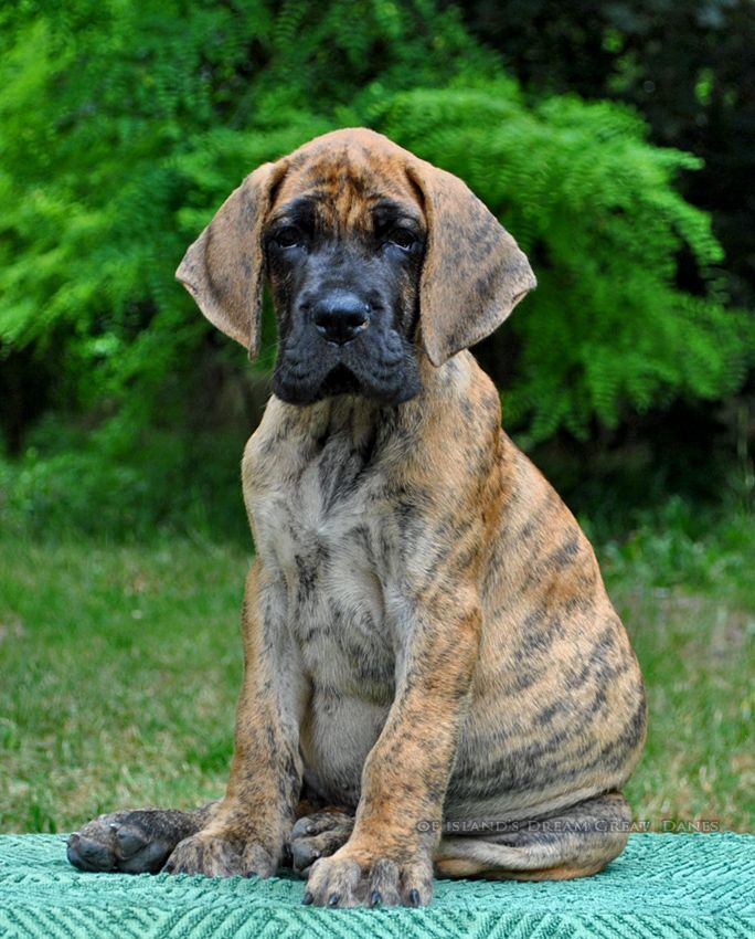 of island's dream - Chiots disponibles - Dogue allemand