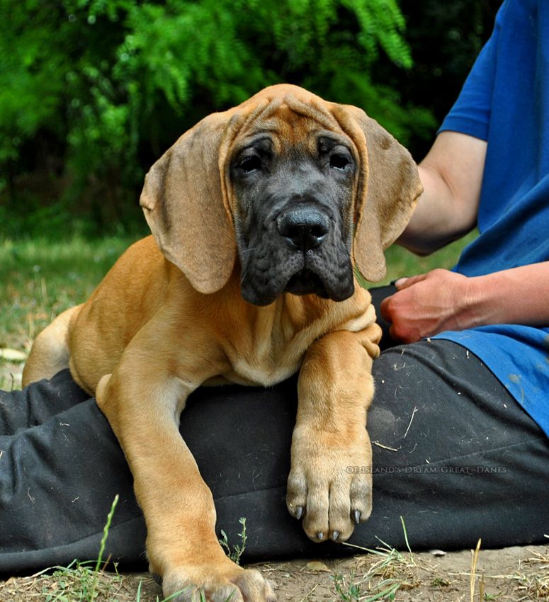 of island's dream - Chiots disponibles - Dogue allemand