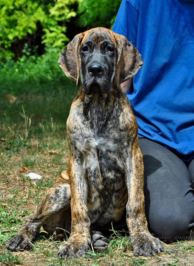 of island's dream - Chiots disponibles - Dogue allemand