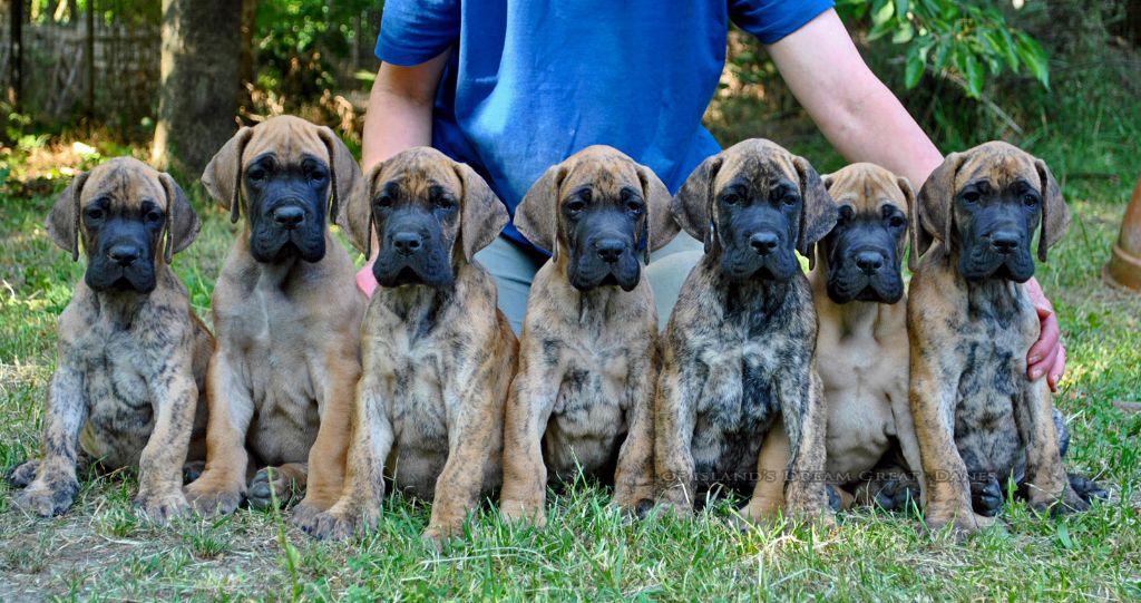 Chiot Dogue allemand of island's dream