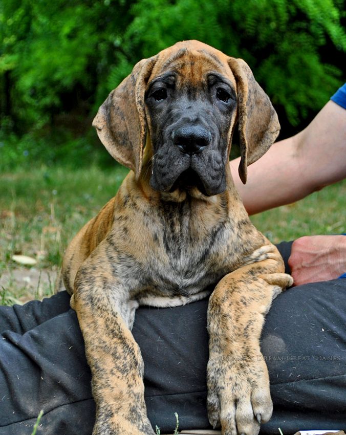 of island's dream - Chiots disponibles - Dogue allemand