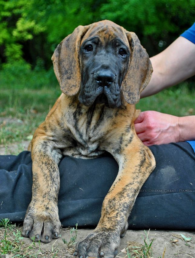 of island's dream - Chiots disponibles - Dogue allemand