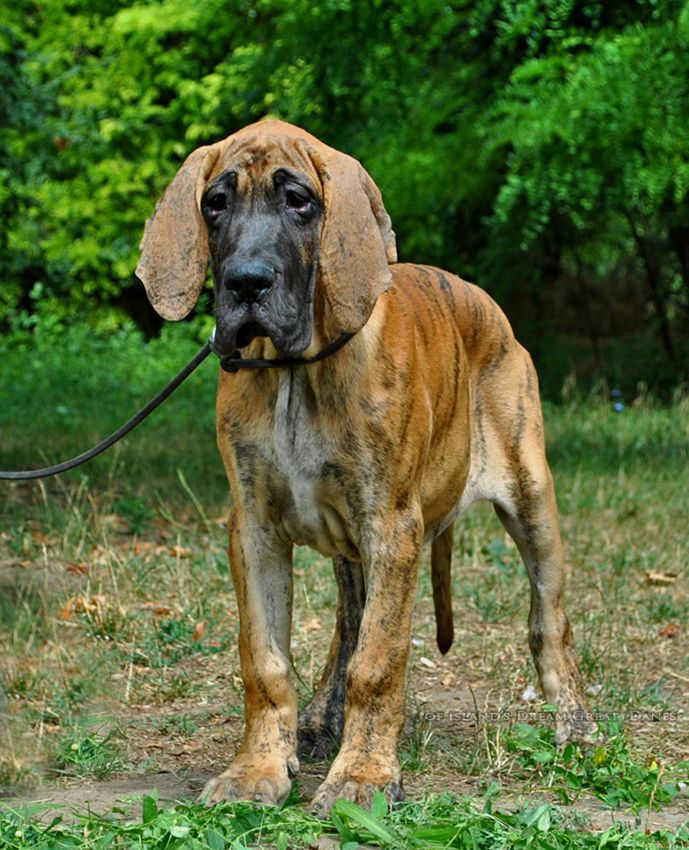 of island's dream - Chiots disponibles - Dogue allemand