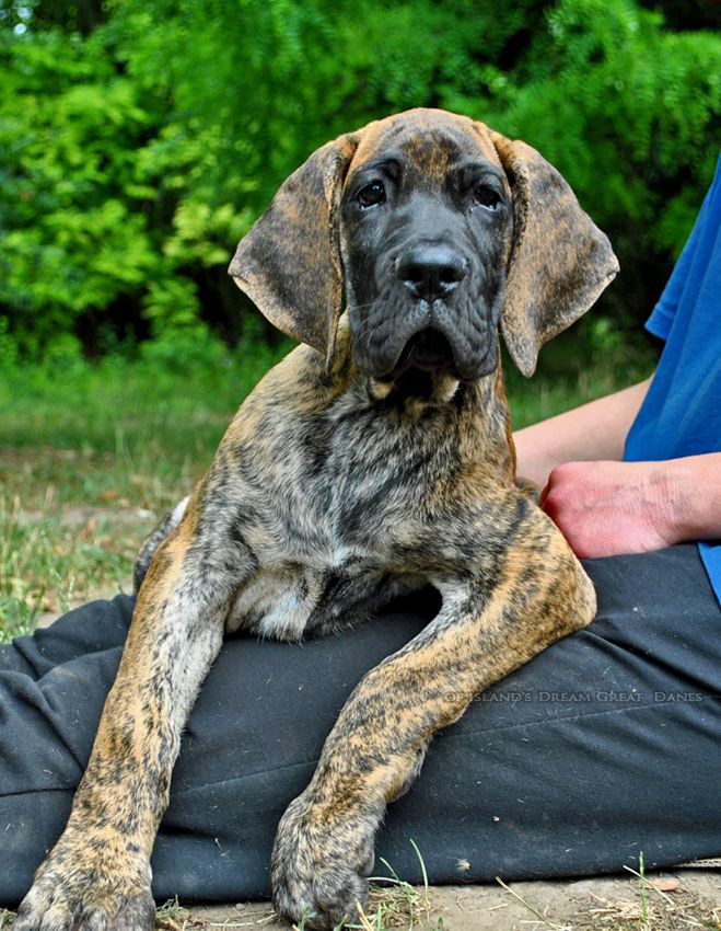 of island's dream - Chiots disponibles - Dogue allemand