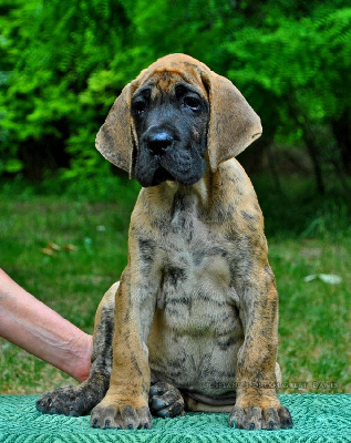 CHIOT 6