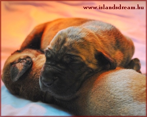of island's dream - Dogue allemand - Portée née le 15/06/2011